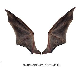 Bat Wings Isolated On White Stock Photo (Edit Now) 1339561118 Bat Wings Reference, Bats Wings, Acotar Stickers, Weirdcore Oc, Wing Ideas, Wing Anatomy, Dragon Reference, Star Drawing, Drawing Refrences