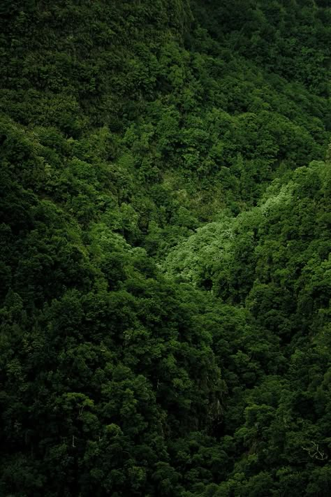 숲 사진, What A Beautiful World, Green Forest, Green Nature, Alam Yang Indah, Photo Challenge, Green Aesthetic, Deep Green, Mother Earth