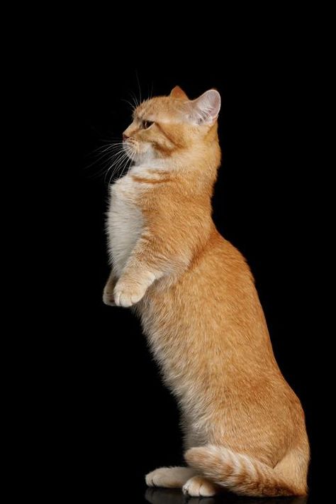 Gato munchkin: características y fotos Cat Pose Reference, Napoleon Cat, Munchkin Cat Scottish Fold, Gato Munchkin, Munchkin Cats, Cats Standing, Munchkin Kitten, Cat Standing, Kitten Wallpaper