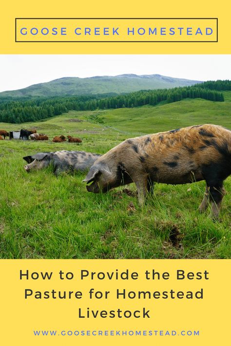 Raising Cows For Beginners, Permaculture Livestock, Farm Hacks Cattle, Raising Sheep For Meat, Best Livestock For Small Homestead, Rotational Grazing, Homestead Livestock, Pasture Management, Best Grass Seed