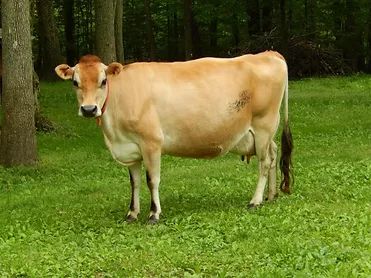 Dairy Cattle | michiganstatefairllc Barnwood Builders, Zebu Cow, Types Of Cows, Jersey Cattle, Drawing Classes, Mini Cows, Longhorn Cow, Jersey Cow, Dairy Cattle