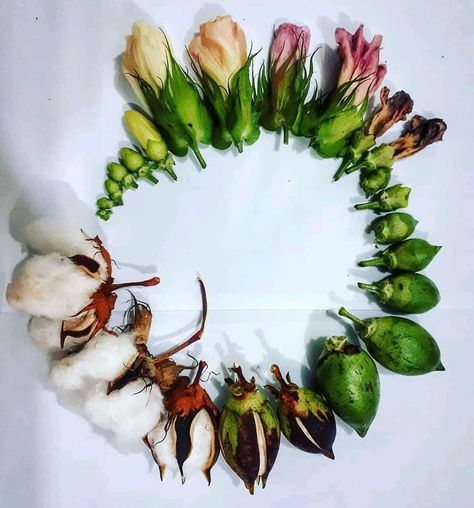 Life Cycle Of Cotton Satisfying Photos, 숲 사진, Animal Life Cycles, Plant Life Cycle, Cotton Plant, Circle Of Life, Beautiful Wreath, Life Cycles, Ikebana