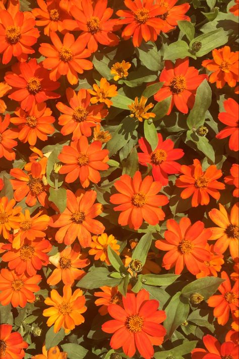 Orange Summer Flowers, Vibrant Background Aesthetic, Orange And Red Aesthetic, Orange Nature Photography, Green And Orange Wallpaper, Red And Orange Aesthetic, Orange Flower Aesthetic, Green And Orange Aesthetic, Orange Red Aesthetic