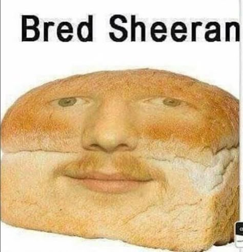 Ed Shiran, Ed Sheeran Memes, Funny Pix, Crazy Funny Pictures, Goofy Pictures, Very Funny Pictures, Funny Profile Pictures, Real Funny Jokes, Really Funny Joke