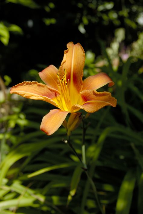 Unlike the true lilies (Lilium), which grow from a bulb, daylilies (Hemerocallis) are perennials.  The most common variety features orange blooms that last for only a few weeks in early summer, but mo... Daylily Garden, Lily Garden, Lily Bulbs, Day Lilies, Garden Guide, Daylilies, Green Foliage, Winter Garden, Winter Day