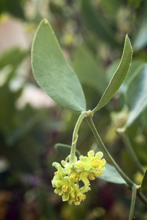 A droughttolerant shrub that can grow in regions with as little as 3 inches of irrigation per year, growing jojoba plants is easy because its care is minimal. Learn more jojoba plant facts in this article. Click here for additional info. Medicinal Plant Garden, Jojoba Plant, Cosmetic Factory, Medical Garden, Arizona Plants, Drought Tolerant Shrubs, Natural Cycles, Desert Gardens, Living Libations