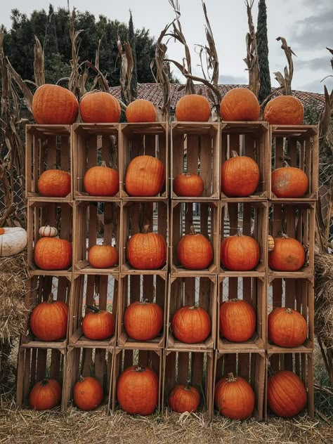 Pumpkin Photo Op Ideas, Fall Photography Backdrop, Harvest Festival Photo Booth Ideas, Pumpkin Photo Booth, Fall Themed Photo Booth Backdrop, Pumpkin Patch Photo Props, Harvest Festival Backdrop, Fall Photo Opp Ideas, Fall Festival Photo Backdrop