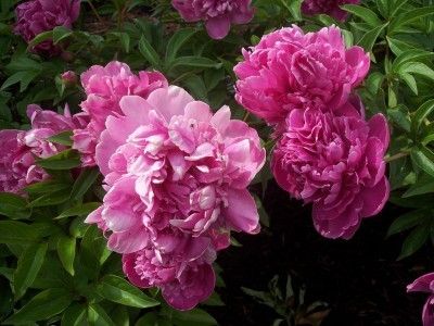 Propagate Peonies, Kansas Garden, Peony Care, Propagate Plants, Plants Tips, Planting Peonies, Growing Peonies, Future Garden, Anniversary Flowers