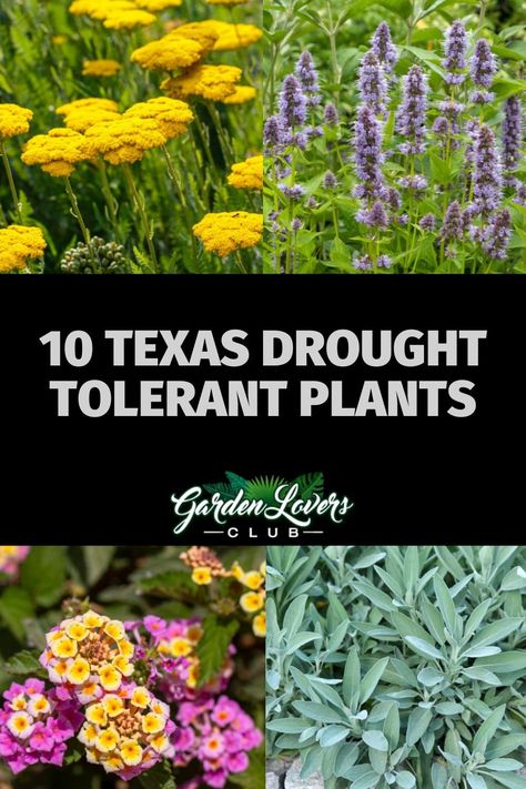 Here is our list of 10 Texas drought-tolerant plants that any garden lover would be happy to have in their garden. Houston Front Yard Landscaping, Drought Tolerant Shade Plants, Texas Zone 8 Landscaping, Drought Tolerant Flower Beds, Texas Zero Scape Landscaping, Texas Rock Garden Landscaping Ideas, Drought Tolerant Front Yard Landscaping, Texas Low Maintenance Landscaping, Low Maintenance Texas Landscaping