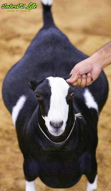 Beautiful Bakra for Eid 2021 || Beautiful Healthy Bakra Farming Fish, Beautiful Goat, Bakra Eid, House Cartoon, Goat Farming, Fish Farming, Background Wallpaper For Photoshop, Eid Mubarak, Background Wallpaper