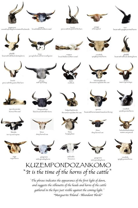 Different kinds of Nguni cattle horns Nguni Cows, Farm Life Aesthetic, Nguni Cattle, Farming Game, African Antelope, Cow Skin Rug, Certificate Of Origin, Luxury Packaging Design, Holstein Cows