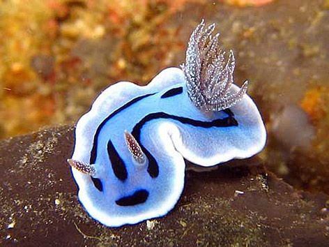 The colourful underwater world of Nudibranchs - Photograph by David Doubilet / Source National Geographic Sea Bunnies, Sea Bunny, Sea Slugs, Sea Snail, Sea Slug, Beautiful Sea Creatures, Animal Spirit, Underwater Creatures, Underwater Life