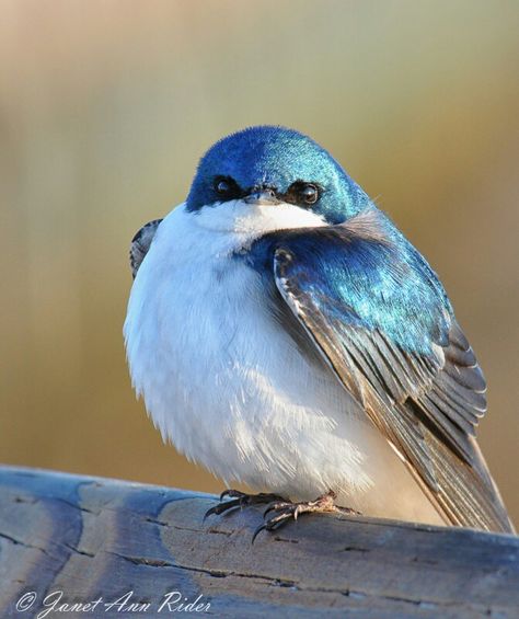 Puffy Blue Bird sees you :-) Fat Bird, Tree Swallow, American Birds, Bird Sitting, Bird Watcher, Pretty Birds, Colorful Birds, Cute Birds, Little Birds