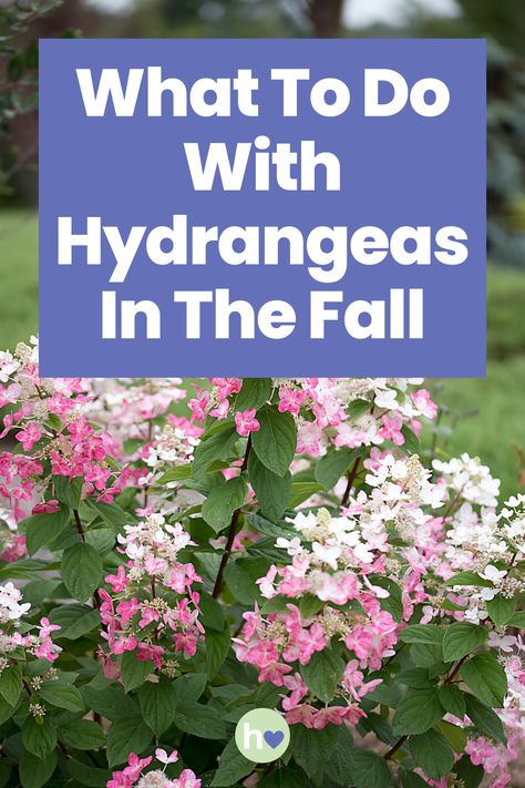 Wondering what to do with hydrangeas in the fall? Read our comprehensive guide to find out all about autumn hydrangea care. Cut Hydrangea Care Tips, Hydrangea Fall Care, Hydrangea Care In Fall, Care For Hydrangea Plants, Azaleas And Hydrangeas Together, Trimming Hydrangeas In Fall, When To Plant Hydrangeas In Ground, How To Prune Hydrangeas In The Fall, Incrediball Hydrangea Care