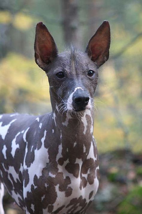 The Peruvian Inca Orchid is a type of South American hairless dog similar to the Xolo. Standing about 25 inches at the shoulder, and weighing 25 - 50 lbs. Clever, intelligent and calm. Peruvian Hairless Dog, Mexican Hairless Dog, Rare Dogs, Hound Breeds, Rare Dog Breeds, Hairless Dog, Love My Dog, Animal Planet, An Animal