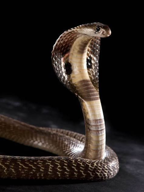 Snake Pic, Cobra Photography, Pics Of Snakes, Indian Cobra, King Cobra Snake, Snake Photos, Traditional Tattoo Inspiration, Cobra Art, Sir Pentious