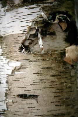 How to Make Jewelry From Tree Bark Tree Bark Jewelry, Birch Tree Crafts, Birch Bark Crafts Diy, Diy Nature Decor, Bark Jewelry, Tree Bark Crafts, Bark Idea, Birch Art, Bark Crafts