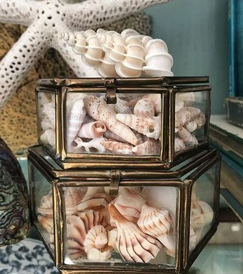 How to Display Seashell Collections | Ideas, Inspiration  Pictures Shell Displays, Seashell Display, Tiny Shells, Shell Display, Shell Yeah, Seashell Decor, Art Coquillage, Seashell Projects, Small Clock