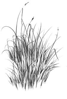 How to Draw Grass (An introduction to "Negative" drawing) Bushes Drawing, Negative Drawing, Bush Drawing, Grass Drawing, Art Demonstrations, Draw Realistic, Pencil Drawing Tutorials, Plant Drawing, Landscape Drawings