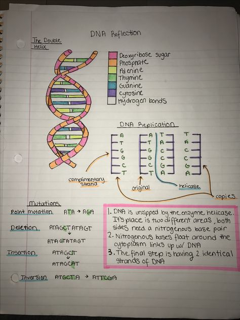 science notes on DNA Medical Hacks, Biology Activities, Notes Biology, Teas Test, Biology College, Biology Revision, Study Biology, Biology Classroom, Medical Student Study