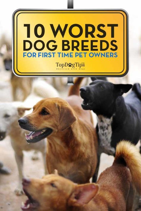 First Time Dog Owner, Best Family Dog Breeds, Family Dogs Breeds, Best Dogs For Families, Dog Breeds List, Dog Breeds Medium, Hypoallergenic Dogs, Best Dog Breeds, Bad Dog