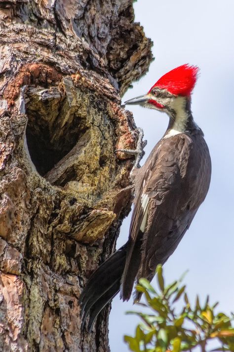 Pileated Woodpecker | Audubon Guide to North American Birds  5/1/20 In backyard Pilated Woodpecker, Ivory Billed Woodpecker, Woodpecker Art, Rotten Wood, North American Birds, Birds For Kids, Bird Reference, Pileated Woodpecker, Black Swans