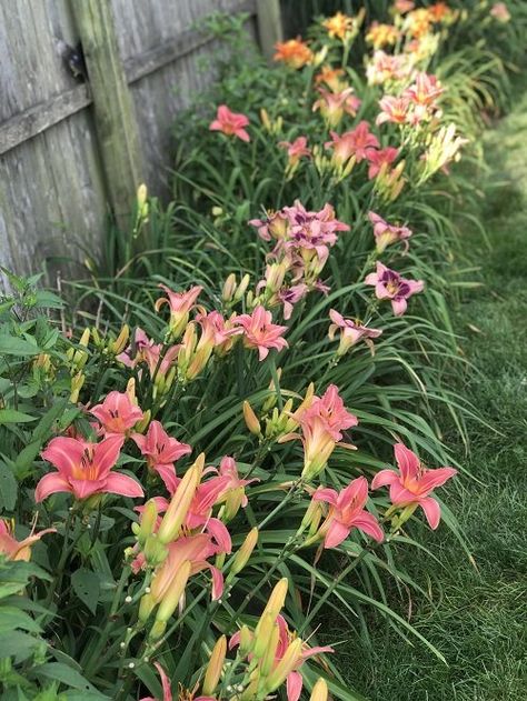 Lilly Garden Ideas, Small House Garden, Shade Garden Design, Daylily Garden, Lily Garden, Herb Garden Design, Vertical Garden Diy, Day Lilies, Plant Combinations