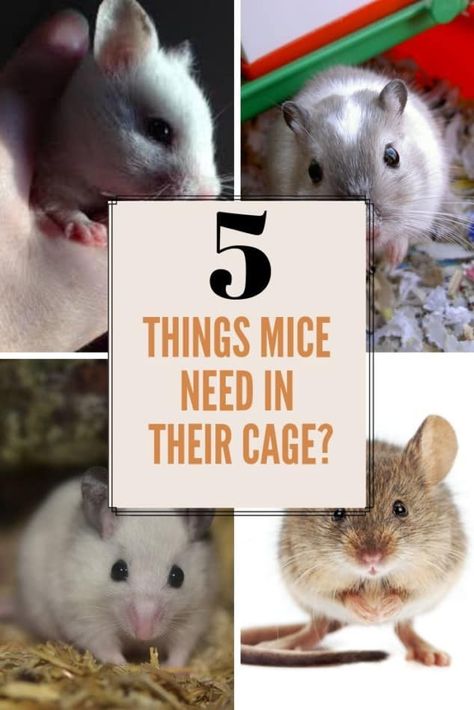 What Do Mice Need In Their Cage? 5 Things Your Pet Mouse Needs 2 Mice Cage Ideas Diy, Pet Mice Habitat, Mice As Pets, Mouse Habitat Ideas, Diy Mice Toys, Fancy Mouse Cage, Mouse Breeding Setup, Mouse Enrichment, Mouse Cage Diy