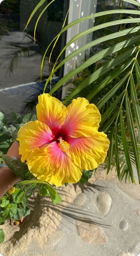 Hibsuci Flower, Hibiscus Flower Pfp, Hibiscus Wallpaper Aesthetic, Hibiscus Flower Aesthetic, Hibiscus Flower Wallpaper Aesthetic, Hibiscus Aesthetic, Jade Core, Hibiscus Flower Wallpaper, Hibiscus Bouquet