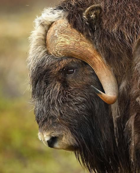 Musk Ox Photography, Ox Art, Contemporary Wildlife Art, Horned Animals, Musk Ox, Buffalo Bison, Bull Elk, Rare Animals, Majestic Animals