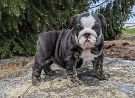 Adorable English Bulldog Puppies for Sale English Bulldog Puppies For Sale Near Me, Miniature English Bulldog, French Bulldog Prices, English Bulldog For Sale, Mixed Puppies, Cute Bulldog Puppies, Puppies For Sale Near Me, Bulldog Puppies For Sale, Perfect English