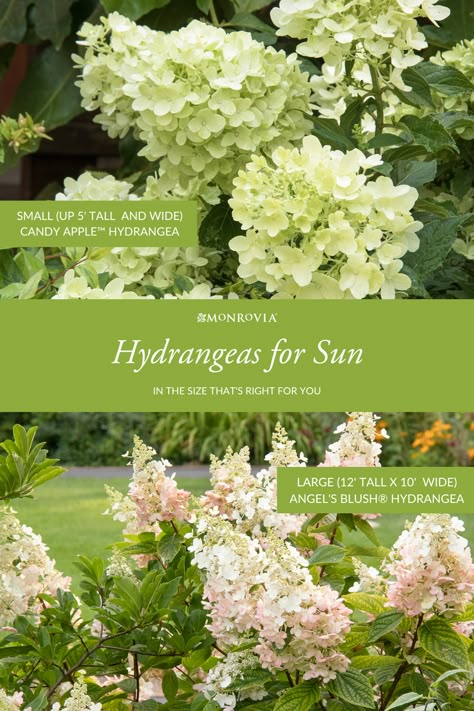 Hardy Hydrangea Shrubs, Cone Hydrangea Bush, Cone Shaped Hydrangea, Landscaping Ideas For Front Of House Full Sun, Hydrangeas For Full Sun, Hydrangea For Full Sun, Limelite Hydrangea Landscape, Large Hydrangea Bush, Hydrangea Full Sun