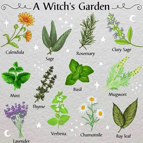 A Witches Garden, Plants For Witch Garden, Witchy Herbs To Grow, Witchy Garden Plants, Witches Herb Garden, Tea Garden Plants List, Witch Garden Plants, Witchy Garden Ideas, Witch Garden Ideas