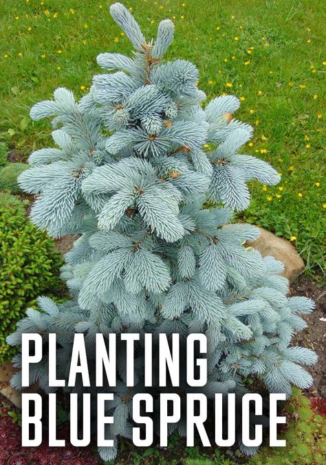 Colorado Blue Spruce Landscaping, Blue Spruce Tree Landscaping, Blue Spruce Landscaping, Fat Albert Blue Spruce, Georgia Gardening, Blue Spruce Tree, Colorado Spruce, Evergreen Landscape, Colorado Blue Spruce