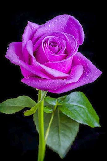 Roses Pinterest, Roses Only, Coming Up Roses, Romantic Roses, Purple Rose, Beautiful Rose Flowers, Exotic Flowers, Flower Beauty, Purple Roses