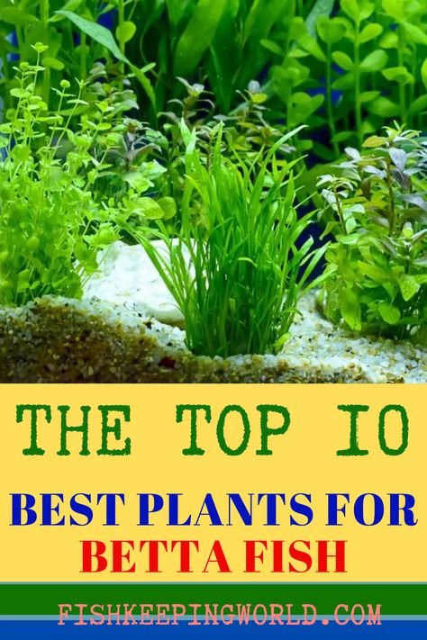 When setting up the aquarium for your Betta fish, don’t forget to add live plants. Fish Keeping World knows exactly what plants are most suited for this beautiful fish. Check out our guide that offers 10 of the best plants that will make your Betta happy. While nine of them are live the 10th option includes fake plants. We will explain the characteristics and features of each plant and why they are good for your fish, including their maximum height, hardiness, how to care, and more. Read more... Best Live Plants For Beta Fish, Betta Fish With Live Plants, Beta Tank Plants, Best Plants For Betta Tank, Live Plants For Betta Tank, Live Plants In Fish Tank, Plants For Beta Fish Bowl, Betta Fish Plants, What Fish Can Live With Bettas