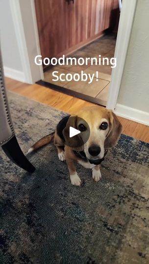 Beagle, pet beagle, dog lover, pet lover, pets, cutest pet, cutest beagle Cute Beagles, Beagle Dog, Pet Lover, Tgif, Happy Friday, Dog Lover, Pet Friendly, Animal Lover, Dog Lovers