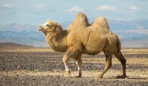 A Bactrian camel in Mongolia. Cool Animals To Draw, Camel Tattoo, Human Muscles, Bird Skeleton, Water Deer, Skeleton Human, Skeleton Fish, Bactrian Camel, Camels Art