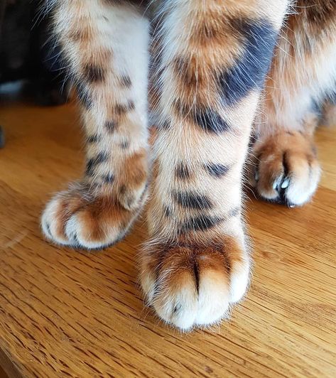 Pretty Pets, Gallery Ideas, Cat's Paw, Cat Reference, Cat Claws, Cute Cat Gif, Cat Paw, Cats Kittens, Cat Behavior