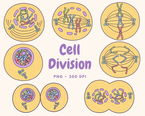 Stages Of Mitosis Drawing, Mitosis Drawing, Animal Cell Drawing, Joker Art Drawing, Biology Drawing, Cycle Drawing, Biochemistry Notes, Science Cartoons, About Me Template