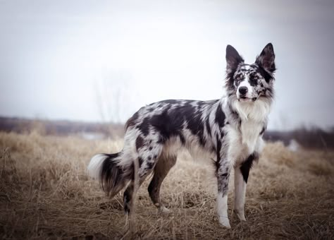 Old Border Collie, Slate Merle Border Collie, Blue Merle Border Collie Puppy, Border Collie Merle, Blue Merle Border Collie, Blue Merle Collie, Merle Border Collie, Collie Puppies, Really Cute Dogs