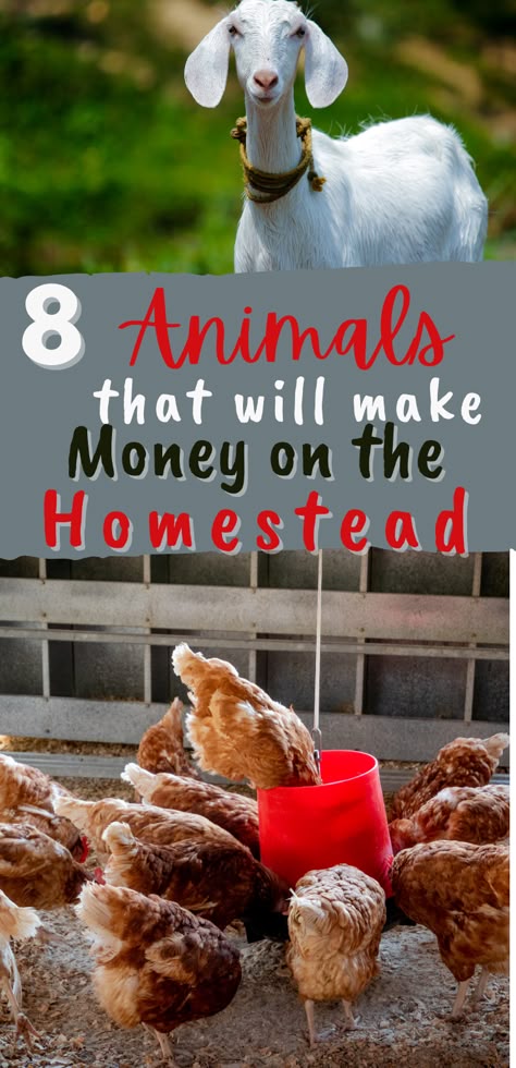 How To Profit From Homesteading, How To Start A Farm With No Money, Making Money From Homestead, Starting A Homestead, How To Start A Homestead, How To Start A Farm, How To Homestead, Home Steading Ideas, Profitable Homestead