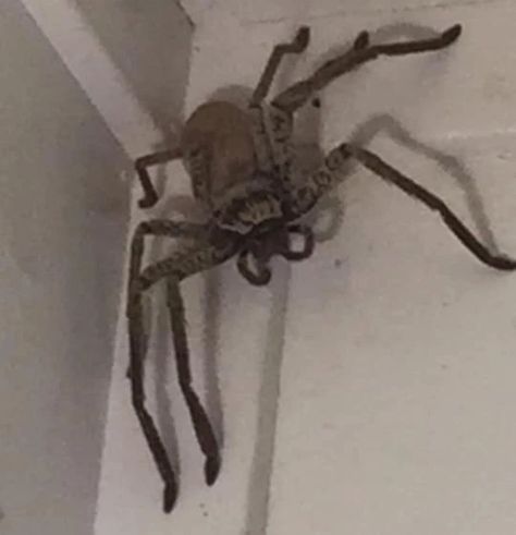 Laree Clarke took to social media Monday to plead others for help getting rid of the giant huntsman spider in the corner of her Queensland home. Giant Huntsman Spider, Huntsman Spider, Dinner Plate, Queensland, Social Media