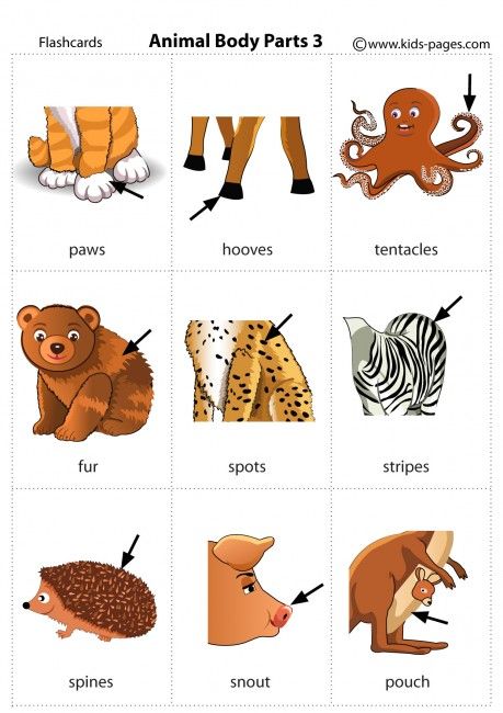 Animal Body Parts 3 flashcard Parts Of Animals, Animal Body Parts, Learning English For Kids, English Learning Spoken, Kids English, English Vocab, English Verbs, English For Kids, English Lessons For Kids