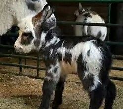 Spotted Mini Donkey Sicilian Donkey, Mini Donkeys, Miniature Donkeys, Baby Donkey, Mini Donkey, Miniature Donkey, Mini Horses, Cute Donkey, Miniature Horses