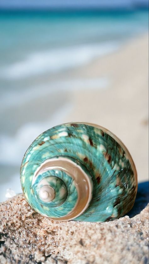 Jade Turbo Imperial Pearl Banded * Natural Large Green Blue Turquoise Pearlised Polished Shell * 100% Genuine Unique Seashell *  Responsibly sourced Bring a touch of natural beauty to your home with this stunning Jade Turbo Imperial Shell.  This shell is a natural, organic product that has been skillfully cut and polished to highlight its natural beauty such as texture, patterns, colours and swirls. The shell features a stunning turquoise blue-green colour that is calming and energizing. No two Sea Shells Photography, Seashell Photography, Turquoise Nature, Shell Photography, Colorful Seashells, Green Seashell, Deep Sea Life, Seashells Photography, Ocean Shells