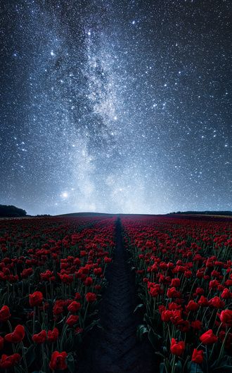 The gorgeous Milky Way above one of the few tulip fields in Denmark. A dreamy and beautiful night scene. This is a creative approach - I didn’t have the willpower to stay awake to actually shoot this scene in the middle of the night. So I took a daylight photo from the gorgeous tulip fields and blended it together with an older image of the Milky Way - yes, this is a composite. Star Trails Photography, Milky Way Photos, Milky Way Photography, Long Exposure Photos, Night Sky Photography, Night Sky Wallpaper, Star Magic, Tulip Fields, Night Scene