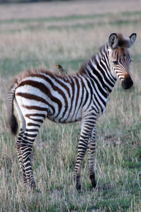 Animal Safari, Baby Zebra, Zebras Animal, Super Cute Animals, Animal References, African Wildlife, African Animals, Wildlife Animals, Donkeys