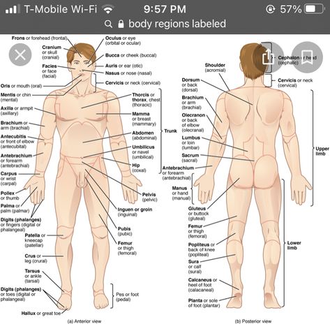 Human Body Organs Anatomy, Body Organs Diagram, Body Anatomy Organs, Human Anatomy Organs, Human Anatomy Picture, Human Anatomy Chart, Human Body Diagram, Anatomy Pictures, Human Anatomy Study