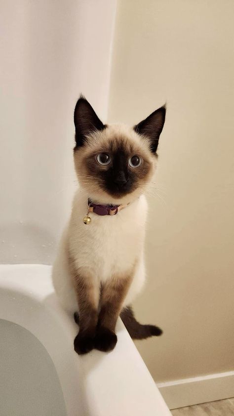 Cat In Apartment, Snowshoe Cat, Siamese Kitten, Balinese Cat, American Curl, Tonkinese, Birman Cat, Kitty Baby, Siamese Kittens